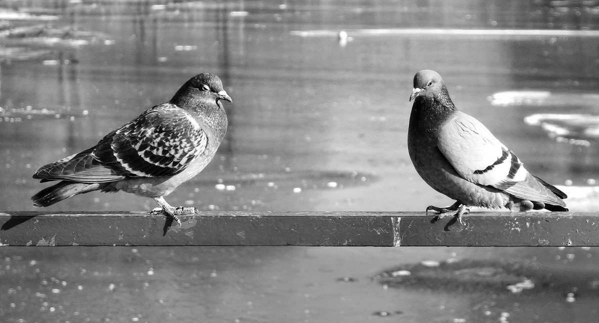 pigeon-3194436_1920