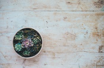 annie-spratt-191121-unsplash