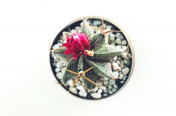 ember-ivory-428679-unsplash