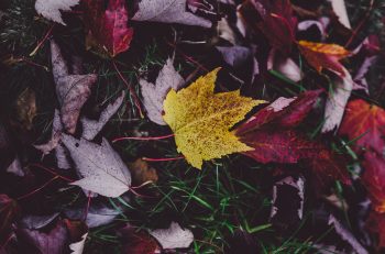 annie-spratt-OyQ1iCTwLMY-unsplash