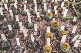 krisjanis-mezulis-61118-unsplash
