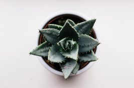 alex-holyoake-451983-unsplash