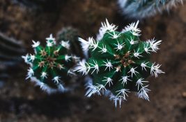 josefin-1420882-unsplash