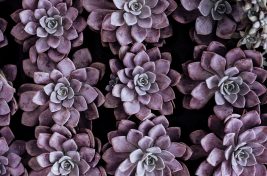 annie-spratt-gSQbip5HHuc-unsplash